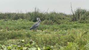 マバンバ湿地のハシビロコウ