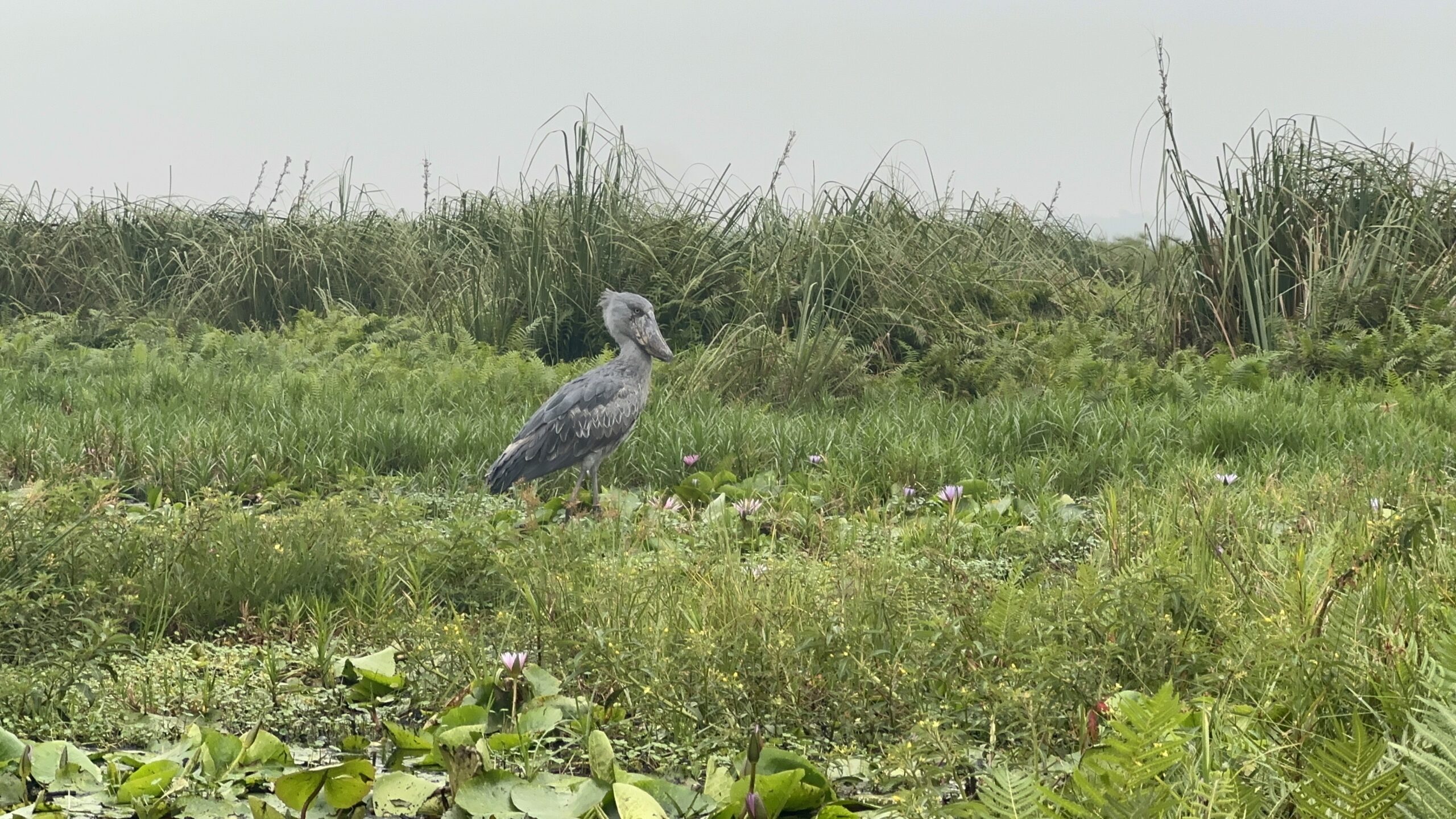 マバンバ湿地のハシビロコウ
