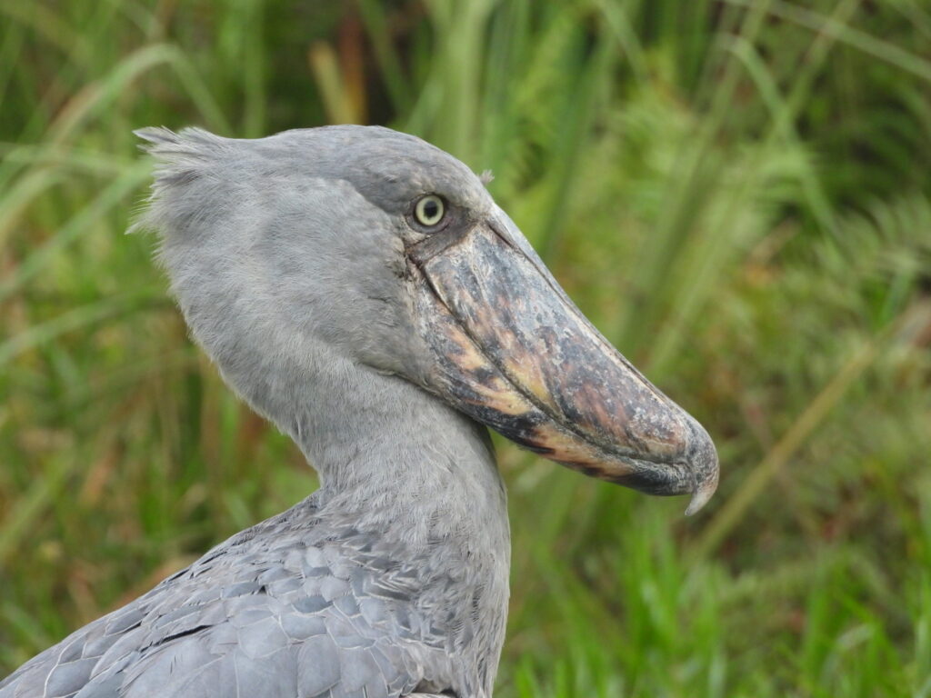 マバンバ湿地のハシビロコウ