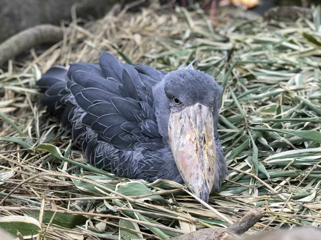 那須動物公園にいた頃のボンゴの様子(2021年)