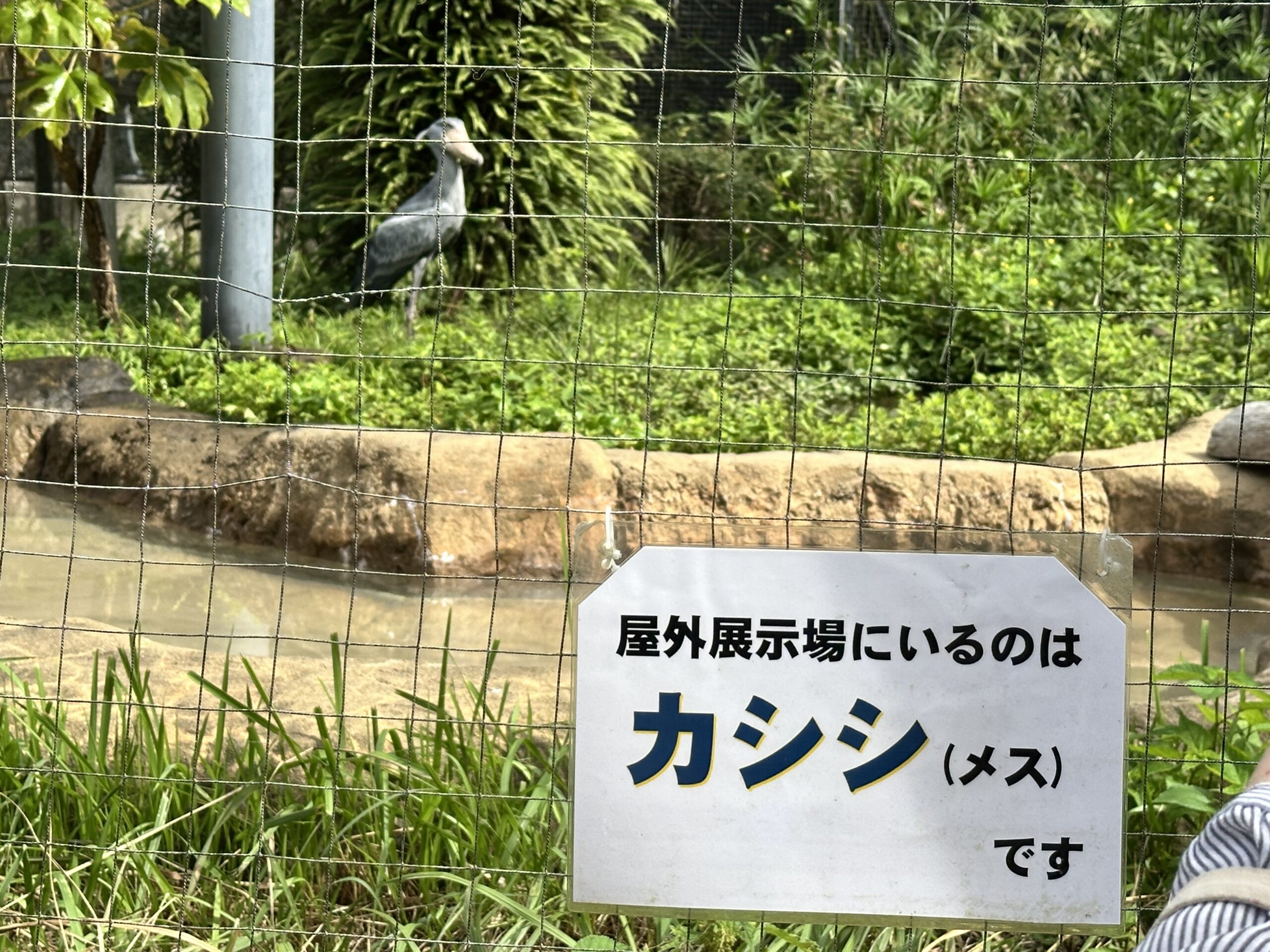 のいち動物公園のカシシ