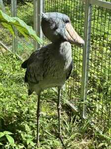 のいち動物公園のささ