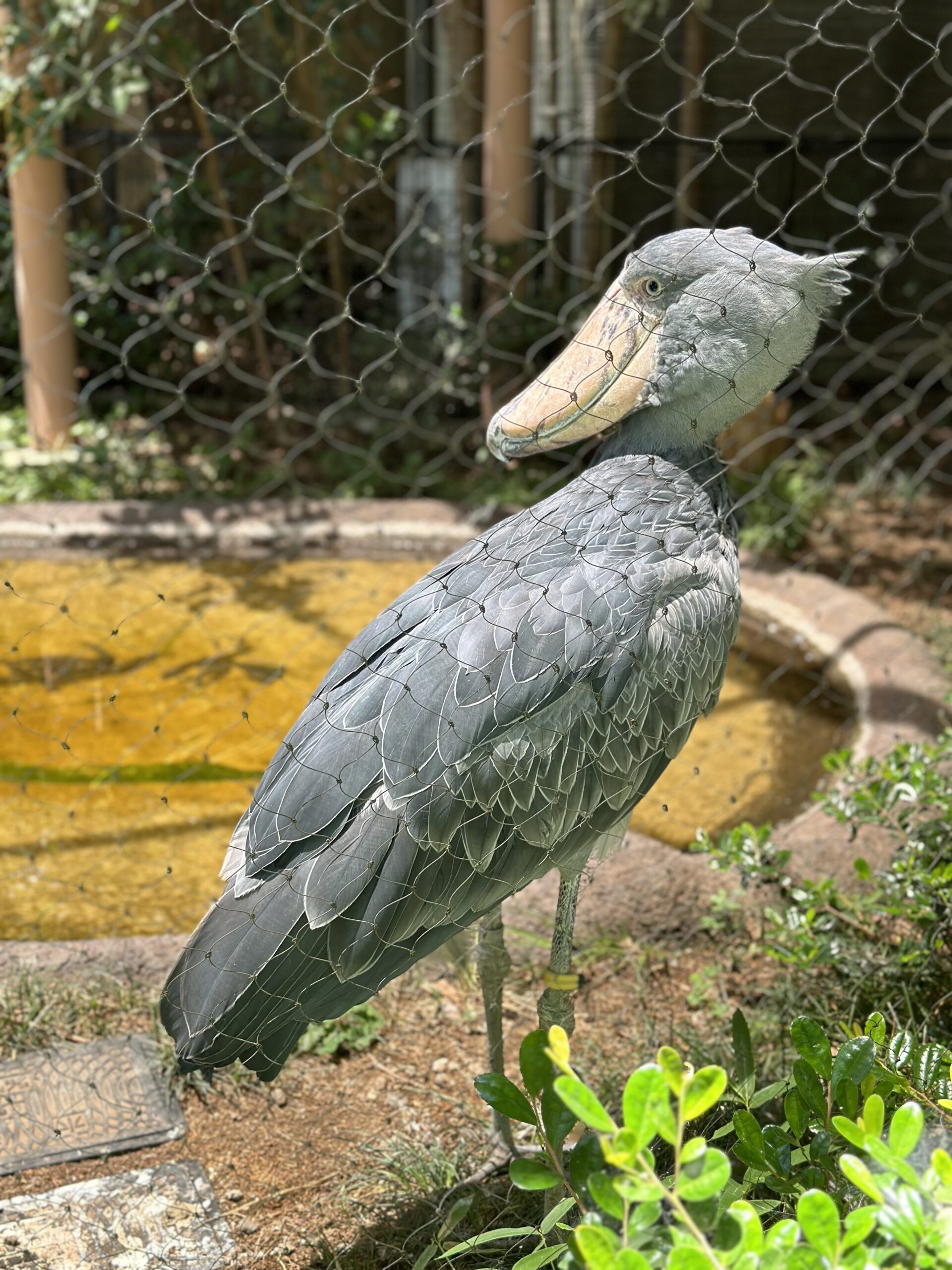 上野動物園のハトゥーウェ