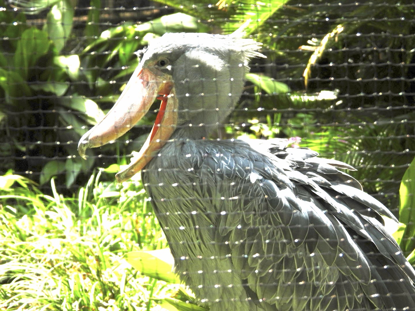 網越しに撮影したハシビロコウ。網が写り込んでいる例