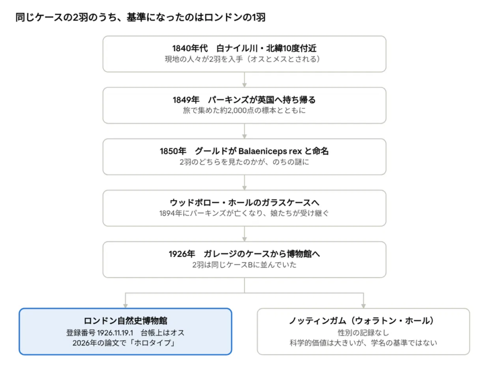 ハシビロコウ2羽の剥製がたどった経緯の図。1840年代に白ナイルで入手され、1926年に同じケースからロンドン自然史博物館とノッティンガムのウォラトン・ホールへ分かれた